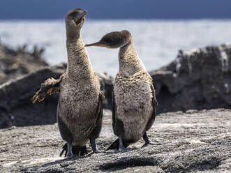 Adult pair of courting flightless cormorants (Nannopterum harris), Fernandina Island, Galapagos Islands, UNESCO World Heritage Site, Ecuador, South America - RHPLF31149