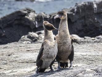 Adult pair of courting flightless cormorants (Nannopterum harris), Fernandina Island, Galapagos Islands, UNESCO World Heritage Site, Ecuador, South America - RHPLF31154