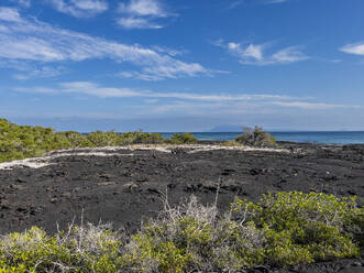 Pahoehoe lava on the youngest island in the Galapagos, Fernandina Island, Galapagos Islands, UNESCO World Heritage Site, Ecuador, South America - RHPLF31159