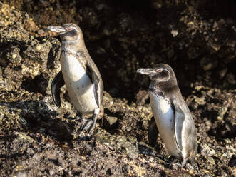 A pair of adult Galapagos penguins (Spheniscus mendiculus), on the rocks in Urbina Bay, Galapagos Islands, UNESCO World Heritage Site, Ecuador, South America - RHPLF31164