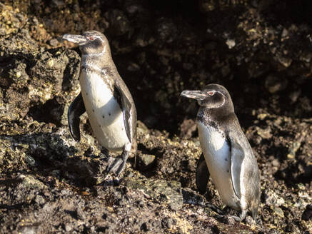 Ein Paar erwachsener Galapagos-Pinguine (Spheniscus mendiculus), auf den Felsen in der Urbina-Bucht, Galapagos-Inseln, UNESCO-Welterbe, Ecuador, Südamerika - RHPLF31164