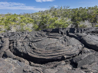 Pahoehoe-Lava auf der jüngsten Insel der Galapagos-Inseln, Insel Fernandina, Galapagos-Inseln, UNESCO-Weltkulturerbe, Ecuador, Südamerika - RHPLF31166