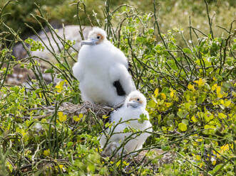 Küken des Großen Fregattvogels (Fregata minor) auf dem Nest auf der Nordseeinsel, Galapagos-Inseln, UNESCO-Welterbe, Ecuador, Südamerika - RHPLF31168