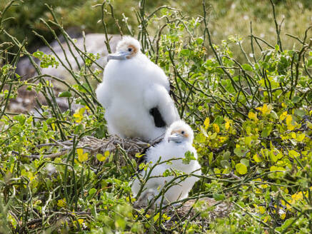 Küken des Großen Fregattvogels (Fregata minor) auf dem Nest auf der Nordseeinsel, Galapagos-Inseln, UNESCO-Welterbe, Ecuador, Südamerika - RHPLF31168