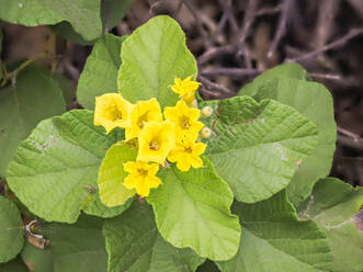 Gelbe Kordie (Cordia lutea), Urbina-Bucht, Insel Santiago, Galapagos-Inseln, UNESCO-Welterbe, Ecuador, Südamerika - RHPLF31176