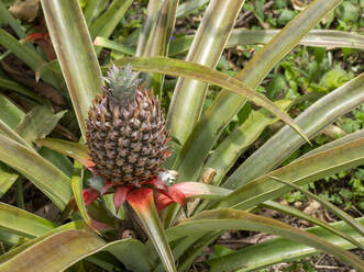 Ananas (Ananas comosus) auf der Hydrokultur-Farm Granja Integral Ochoa, Insel Santa Cruz, Galapagos-Inseln, UNESCO-Weltkulturerbe, Ecuador, Südamerika - RHPLF31177