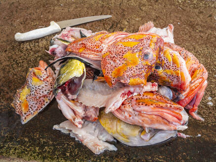 Stapel von Fischköpfen auf dem Fischmarkt in Puerto Azorra, Santa Cruz Island, Galapagos-Inseln, UNESCO-Welterbe, Ecuador, Südamerika - RHPLF31178