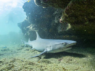 Ausgewachsener Weißspitzen-Riffhai (Triaenodon obesus) unter einem Felsvorsprung in Puerto Egas, Insel Santiago, Galapagos-Inseln, UNESCO-Welterbe, Ecuador, Südamerika - RHPLF31183