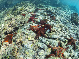 Panorama-Kissenstern (Pentaceratser cumingi), in einem Gestrüpp auf der Insel Fernandina, Galapagos-Teppich (Sesuvium edmonstonei), Punta Pitt, Insel San Cristobal, Galapagos, UNESCO-Weltkulturerbe, Ecuador, Südamerika - RHPLF31190