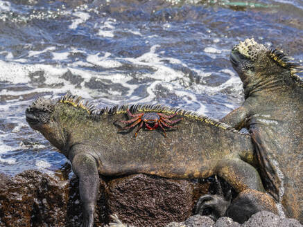 Eine ausgewachsene Sally-Leichtfußkrabbe (Grapsus grapsus) auf einem Meeresleguan auf der Insel Fernandina, Galapagos, UNESCO-Weltnaturerbe, Ecuador, Südamerika - RHPLF31195