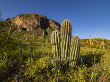 Saguaro-Kakteen (Carnegiea gigantea) säumen das Land um den Picacho Peak, Picacho Peak State Park, Arizona, Vereinigte Staaten von Amerika, Nordamerika - RHPLF31200