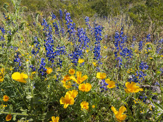 Wildblumen in Blüte nach einer besonders guten Regenzeit im Picacho Peak State Park, Arizona, Vereinigte Staaten von Amerika, Nordamerika - RHPLF31204