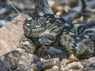 An adult Eastern black-tailed rattlesnake (Crotalus ornatus), Big Bend National Park, Texas, United States of America, North America - RHPLF31213