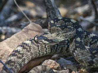 An adult Eastern black-tailed rattlesnake (Crotalus ornatus), Big Bend National Park, Texas, United States of America, North America - RHPLF31215
