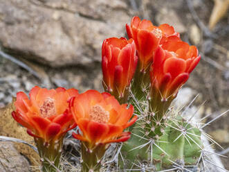 Ein blühender Scharlachroter Igelkaktus (Echinocereus coccineus), Big Bend National Park, Texas, Vereinigte Staaten von Amerika, Nordamerika - RHPLF31216