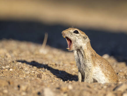 Rundschwanz-Erdhörnchen (Xerospermophilus tereticaudus), Brandi Fenton Park, Tucson, Arizona, Vereinigte Staaten von Amerika, Nordamerika - RHPLF31217