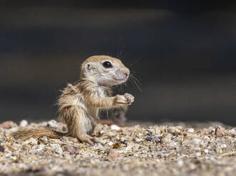 Rundschwanz-Erdhörnchen (Xerospermophilus tereticaudus), Brandi Fenton Park, Tucson, Arizona, Vereinigte Staaten von Amerika, Nordamerika - RHPLF31219