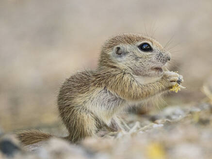 Rundschwanz-Erdhörnchen (Xerospermophilus tereticaudus), Brandi Fenton Park, Tucson, Arizona, Vereinigte Staaten von Amerika, Nordamerika - RHPLF31220