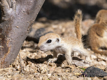 Rundschwanz-Erdhörnchen (Xerospermophilus tereticaudus), Brandi Fenton Park, Tucson, Arizona, Vereinigte Staaten von Amerika, Nordamerika - RHPLF31221