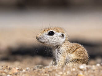 Rundschwanz-Erdhörnchen (Xerospermophilus tereticaudus), Brandi Fenton Park, Tucson, Arizona, Vereinigte Staaten von Amerika, Nordamerika - RHPLF31222