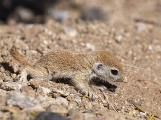 Rundschwanz-Erdhörnchen (Xerospermophilus tereticaudus), Brandi Fenton Park, Tucson, Arizona, Vereinigte Staaten von Amerika, Nordamerika - RHPLF31223