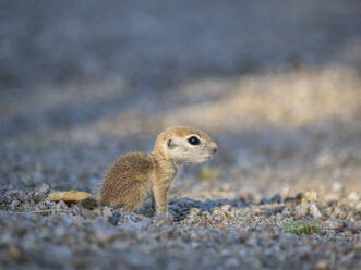 Rundschwanz-Erdhörnchen (Xerospermophilus tereticaudus), Brandi Fenton Park, Tucson, Arizona, Vereinigte Staaten von Amerika, Nordamerika - RHPLF31225