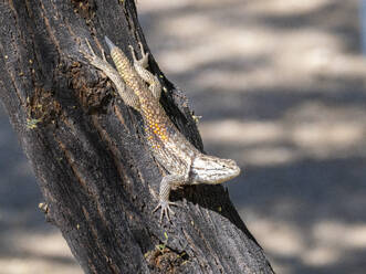 Eine ausgewachsene Wüstenstachelechse (Sceloporus magister), Brandi Fenton Park, Tucson, Arizona, Vereinigte Staaten von Amerika, Nordamerika - RHPLF31226