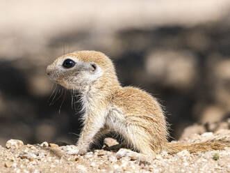 Rundschwanz-Erdhörnchen (Xerospermophilus tereticaudus), Brandi Fenton Park, Tucson, Arizona, Vereinigte Staaten von Amerika, Nordamerika - RHPLF31227