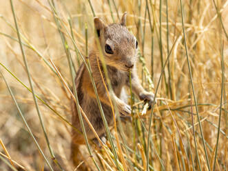 Ein ausgewachsenes Goldmantel-Erdhörnchen (Callospermophilus lateralis), im Bryce Canyon National Park, Utah, Vereinigte Staaten von Amerika, Nordamerika - RHPLF31228