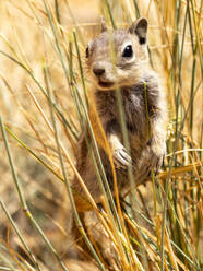 Ein ausgewachsenes Goldmantel-Erdhörnchen (Callospermophilus lateralis), im Bryce Canyon National Park, Utah, Vereinigte Staaten von Amerika, Nordamerika - RHPLF31229