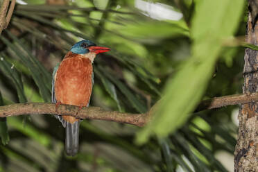 Ein erwachsener Storchenschnabeleisvogel (Pelargopsis capensis) im Tangkoko National Preserve auf der Insel Sulawesi, Indonesien, Südostasien, Asien - RHPLF31264