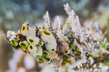 Eine Kolonie grüner Tonnenseescheiden (Didemnum molle), über dem Riff vor der Insel Bangka, Indonesien, Südostasien, Asien - RHPLF31271