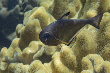 Ein ausgewachsener Vanikoro-Kehrer (Pempheris vanicolensis), auf dem Riff vor der Insel Bangka, Indonesien, Südostasien, Asien - RHPLF31272