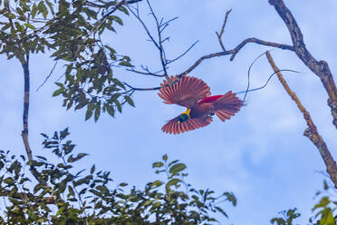 Ein erwachsener männlicher Roter Paradiesvogel (Paradisaea rubra), im Flug auf der Insel Gam, Raja Ampat, Indonesien, Südostasien, Asien - RHPLF31277
