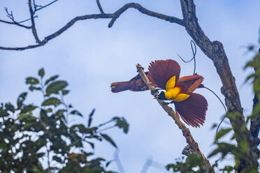 Ein Paar erwachsener Roter Paradiesvögel (Paradisaea rubra) bei der Balz auf der Insel Gam, Raja Ampat, Indonesien, Südostasien, Asien - RHPLF31280