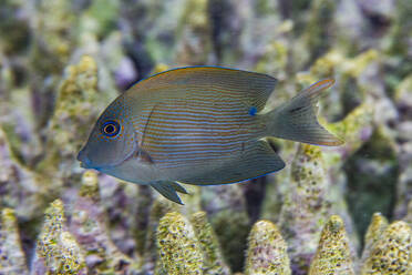 Ein ausgewachsener gesäumter Borstenzahn (Ctenochaetus striatus), vor der Insel Kawe, Raja Ampat, Indonesien, Südostasien, Asien - RHPLF31281