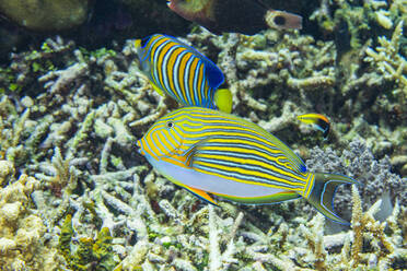 Ein ausgewachsener gestreifter Doktorfisch (Acanthurus lineatus), bei einem Nachttauchgang vor der Insel Kri, Raja Ampat, Indonesien, Südostasien, Asien - RHPLF31283