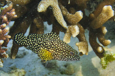 Ein ausgewachsener Buntbarsch ( Epinephelus ongus, vor Port Airboret, Raja Ampat, Indonesien, Südostasien, Asien - RHPLF31284