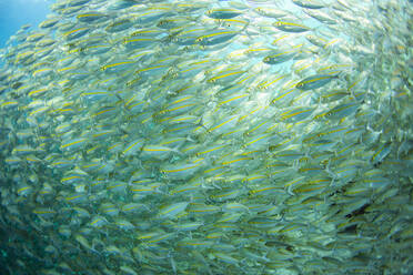 Ausgewachsener Großaugenschnapper (Lutjanus lutjanus) beim Schulen vor Port Airboret, Raja Ampat, Indonesien, Südostasien, Asien - RHPLF31285