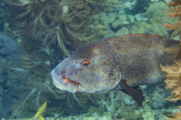 Ein ausgewachsener Riesensüßlippenfisch (Plectorhincus albovittatus), vor Port Airboret, Raja Ampat, Indonesien, Südostasien, Asien - RHPLF31286