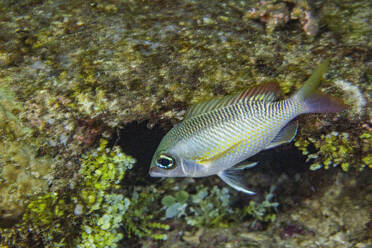 Eine ausgewachsene Perlmuttbrasse (Scolopsis margaritifera), vor der Insel Wohof bei Nacht, Raja Ampat, Indonesien, Südostasien, Asien - RHPLF31292