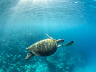 Adult green sea turtle (Chelonia mydas), surfing for air near Fernandina Island, Galapagos Islands, UNESCO World Heritage Site, Ecuador, South America - RHPLF31338