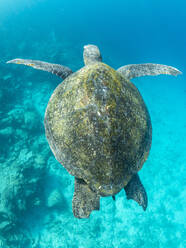 Ausgewachsene Grüne Meeresschildkröte (Chelonia mydas), die in der Nähe der Insel Fernandina nach Luft schnappt, Galapagos-Inseln, UNESCO-Weltnaturerbe, Ecuador, Südamerika - RHPLF31342