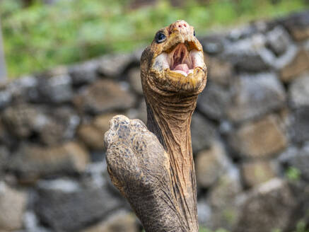 Galapagos-Riesenschildkröten (Chelonoidis spp) in Gefangenschaft, Charles-Darwin-Forschungsstation, Insel Santa Cruz, Galapagos-Inseln, UNESCO-Weltnaturerbe, Ecuador, Südamerika - RHPLF31347