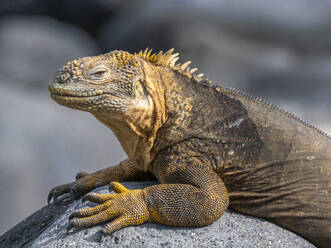 Ein erwachsener Galapagos-Landleguan (Conolophus subcristatus), der sich auf der Nordseeinsel Seymour Island sonnt, Galapagos-Inseln, UNESCO-Weltnaturerbe, Ecuador, Südamerika - RHPLF31348