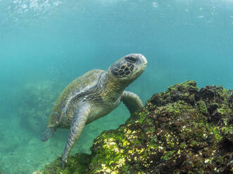 Adult green sea turtle (Chelonia mydas), feeding on algae near Fernandina Island, Galapagos Islands, UNESCO World Heritage Site, Ecuador, South America - RHPLF31352