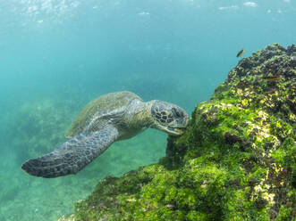 Ausgewachsene Grüne Meeresschildkröte (Chelonia mydas), die sich in der Nähe der Insel Fernandina von Algen ernährt, Galapagos-Inseln, UNESCO-Weltnaturerbe, Ecuador, Südamerika - RHPLF31354