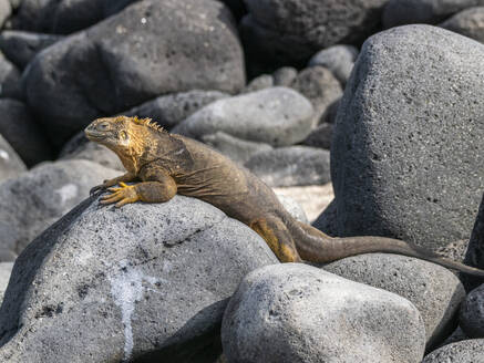 Ein erwachsener Galapagos-Landleguan (Conolophus subcristatus), der sich auf der Nordseeinsel Seymour Island sonnt, Galapagos-Inseln, UNESCO-Weltnaturerbe, Ecuador, Südamerika - RHPLF31355