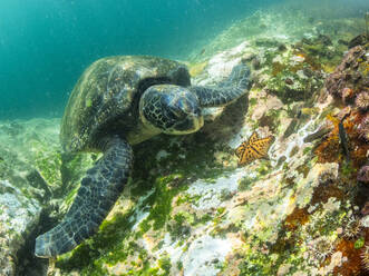 Ausgewachsene Grüne Meeresschildkröte (Chelonia mydas), bei der Fütterung in der Nähe der Buccaneer-Bucht, Insel Santiago, Galapagos-Inseln, UNESCO-Weltnaturerbe, Ecuador, Südamerika - RHPLF31357