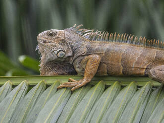 Ein erwachsener männlicher Grüner Leguan (Iguana iguana), der sich am Flughafen in Guayaquil, Ecuador, Südamerika, in der Sonne sonnt - RHPLF31359